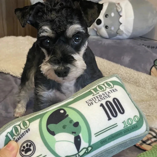 100$ Bill Squeaky Dog Toy